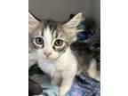 Adopt June a White Domestic Mediumhair / Domestic Shorthair / Mixed cat in Red