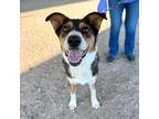 Adopt CHIP a Black Australian Shepherd / Mixed dog in El Paso, TX (39035118)