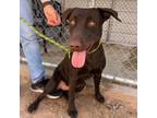 Adopt Miles a Brown/Chocolate Retriever (Unknown Type) / Mixed dog in El Paso