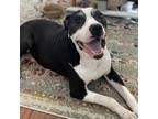 Adopt Baron a Black Pit Bull Terrier / Mixed dog in Durham, NC (39045501)