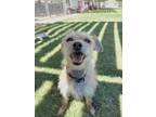 Adopt Leo(068) a Red/Golden/Orange/Chestnut Norfolk Terrier / Mixed dog in