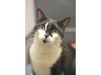 Adopt Zoro a All Black Domestic Shorthair / Domestic Shorthair / Mixed cat in
