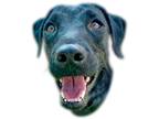Adopt Mutty a Black Labrador Retriever / Mixed dog in Prescott, AZ (39041203)