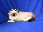 Seal Lynx Mitted And Seal Mitted Ragdoll Kittens