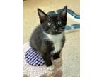 Adopt Fettucine a Black & White or Tuxedo Domestic Shorthair cat in Poplar