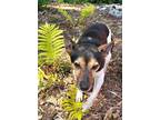 Adopt Prince Charming a Tricolor (Tan/Brown & Black & White) Fox Terrier