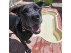 Adopt Kronk a Black Labrador Retriever / Mixed dog in Las Vegas, NV (38920300)
