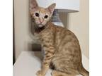 Adopt Red Hot a Orange or Red Domestic Shorthair / Mixed cat in Austin