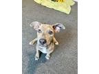 Adopt Lovee a Brindle Terrier (Unknown Type, Small) / Mixed Breed (Medium) /
