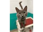 Adopt Gideon a Gray or Blue Domestic Shorthair / Domestic Shorthair / Mixed cat