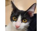 Adopt Bill a All Black Domestic Shorthair / Domestic Shorthair / Mixed cat in