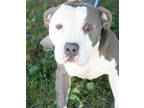 Adopt Choppa a Gray/Blue/Silver/Salt & Pepper American Pit Bull Terrier / Mixed