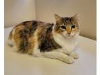 Adopt Cat34 a White Domestic Shorthair / Domestic Shorthair / Mixed cat in