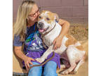 Adopt Alamedo a White Mixed Breed (Large) / Mixed dog in Chamblee, GA (39006352)