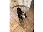Adopt Lucy a Black Labrador Retriever / Mixed dog in Warrenton, VA (39062845)