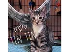 Adopt Tin Tin 3306 a Domestic Shorthair / Mixed cat in Dallas, TX (38854678)