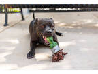 Adopt Lorcan a Black American Pit Bull Terrier / Mixed dog in Knoxville