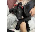 Adopt Mitsubishi (Mitsu) a Black Mixed Breed (Medium) dog in New York