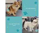 Adopt Maple & Smurf a Merle Pomeranian / Mixed dog in Va Beach, VA (38874824)