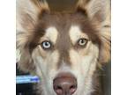 Adopt Bailey a Siberian Husky / Siberian Husky / Mixed dog in Blaine