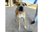 Adopt Roscoe a Brown/Chocolate Shar Pei / Mixed dog in El Paso, TX (38974118)