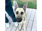 Adopt Gia a Black German Shepherd Dog / Mixed dog in El Paso, TX (38984330)