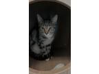 Adopt Jenna a Spotted Tabby/Leopard Spotted Domestic Shorthair cat in Brandon