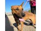 Adopt Fred a Brown/Chocolate Border Terrier / Mixed dog in El Paso