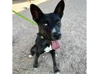 Adopt Onyx a Black Siberian Husky / Mixed dog in El Paso, TX (38974120)
