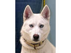 Adopt Remi a White Husky / Mixed dog in Amery, WI (38253591)