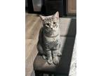 Adopt ANNIE a Gray, Blue or Silver Tabby Domestic Shorthair / Mixed (short coat)