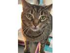 Adopt wallflower a Spotted Tabby/Leopard Spotted Domestic Shorthair / Mixed cat