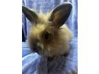 Adopt Choco a Sable Lionhead / Mixed (long coat) rabbit in Latrobe