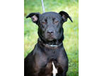 Adopt Bambi a Black Retriever (Unknown Type) / Mixed dog in Greenwood