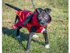 Adopt Bohdi a Black Terrier (Unknown Type, Small) / Mixed dog in Greenwood