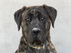 Adopt Whimsy a Brindle Mixed Breed (Large) / Mixed dog in Longmont