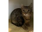 Adopt George a Domestic Shorthair / Mixed (short coat) cat in Hyde Park