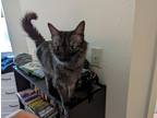 Adopt Nyx a Gray, Blue or Silver Tabby Domestic Mediumhair (medium coat) cat in