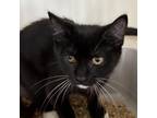 Adopt Lily a All Black Domestic Mediumhair / Mixed cat in Spanish Fork