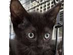 Adopt Rodeo a All Black Domestic Mediumhair / Mixed cat in Spanish Fork