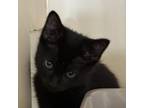 Adopt Everest a All Black Domestic Mediumhair / Mixed cat in Spanish Fork