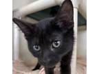 Adopt AJ a All Black Domestic Mediumhair / Mixed cat in Spanish Fork