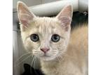 Adopt Chip a Orange or Red Domestic Longhair / Mixed cat in Spanish Fork