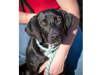 Adopt Paul a Black Hound (Unknown Type) / Mixed dog in Greenwood, SC (38979175)
