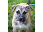 Adopt Oscar a Tan/Yellow/Fawn Mixed Breed (Medium) / Mixed dog in Greenwood