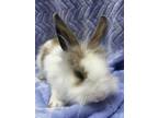 Adopt Klondike a White Lionhead / Mixed (long coat) rabbit in Latrobe