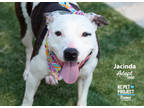 Adopt Jacinda a White American Pit Bull Terrier / Mixed dog in Kansas City