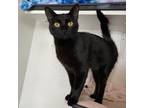 Adopt Austen - City of Industry Location a All Black Domestic Shorthair / Mixed