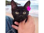 Adopt Samantha - City of Industry Location a All Black Domestic Shorthair /