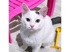 Adopt Frodo - *Bonded w/ Duncan* - City of Industry Location a White Domestic